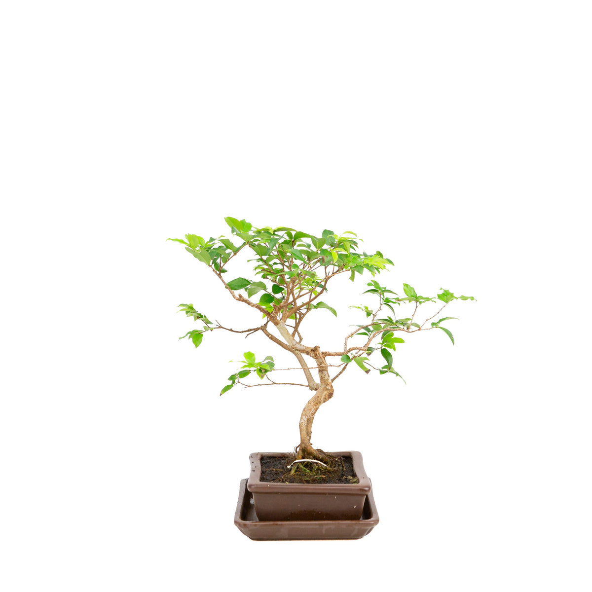 Bonsai Syzygium in vaso marrone 16cm, altezza 28cm
