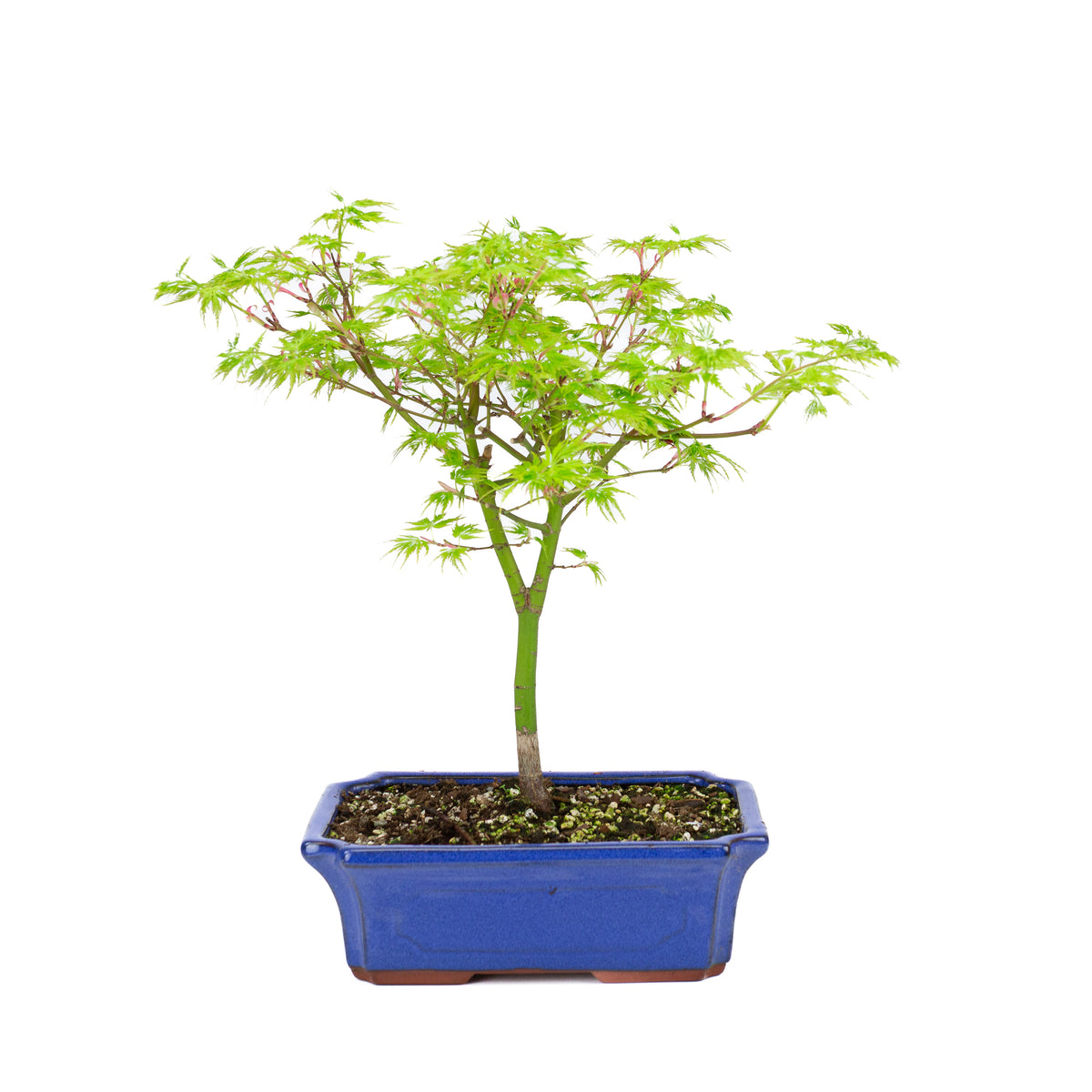Acer palmatum 'Seiryu' (acero giapponese), altezza ~39cm