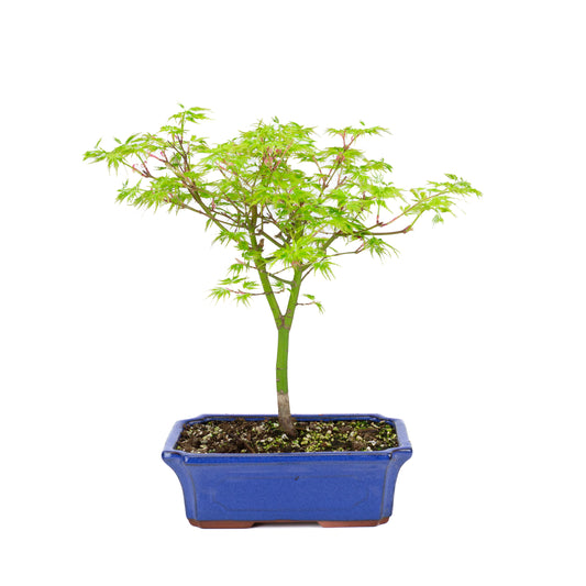 Acer palmatum 'Seiryu' (acero giapponese), altezza ~39cm