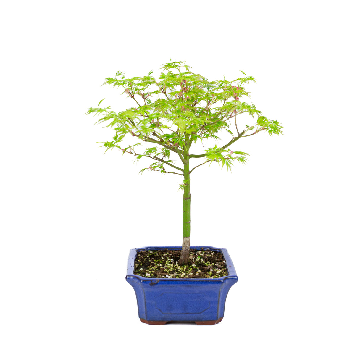 Acer palmatum 'Seiryu' (acero giapponese), altezza ~39cm