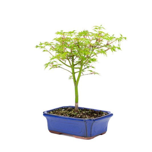 Acer palmatum 'Seiryu' (acero giapponese), altezza ~39cm