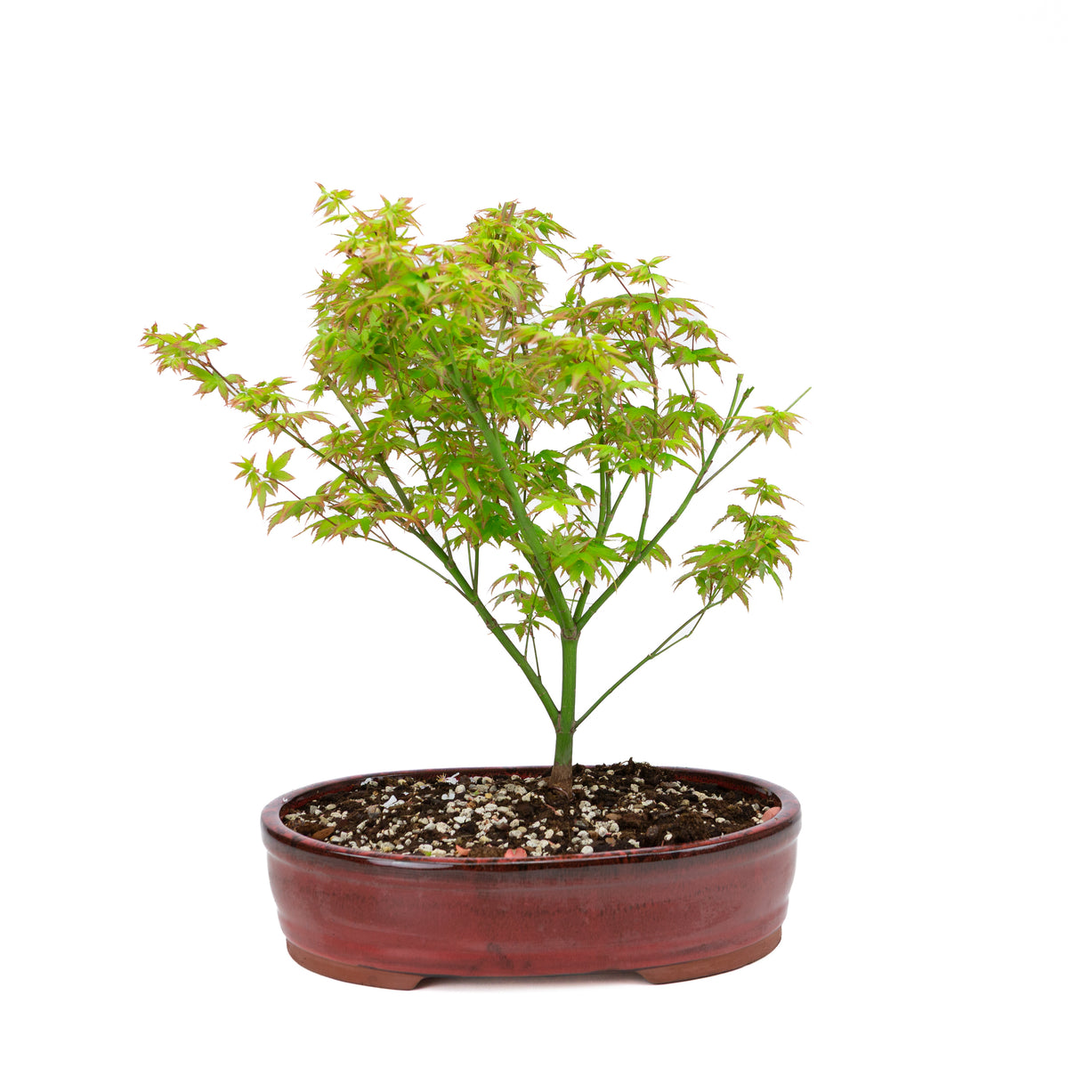 Acer palmatum 'Little Princess' (acero giapponese), altezza ~43 cm