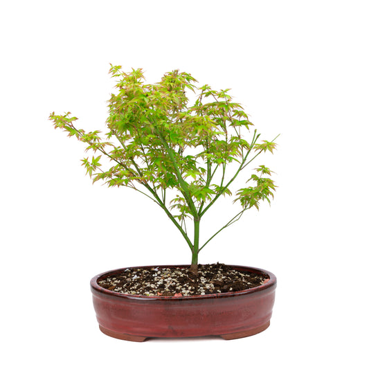 Acer palmatum 'Little Princess' (acero giapponese), altezza ~43 cm