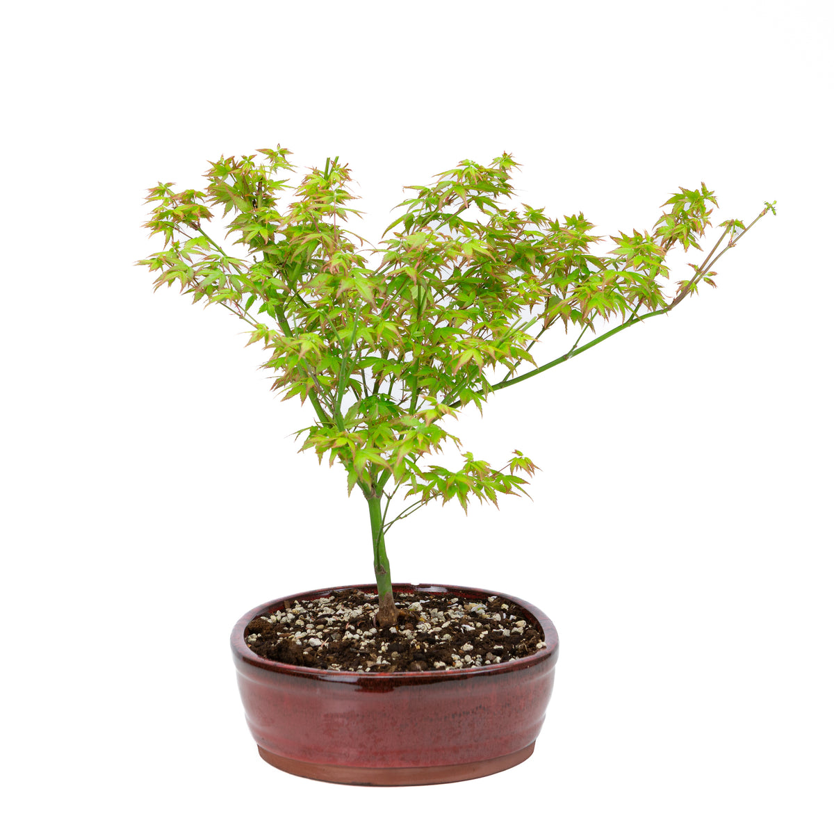 Acer palmatum 'Little Princess' (acero giapponese), altezza ~43 cm
