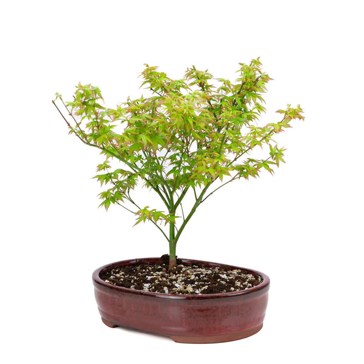 Acer palmatum 'Little Princess' (acero giapponese), altezza ~43 cm