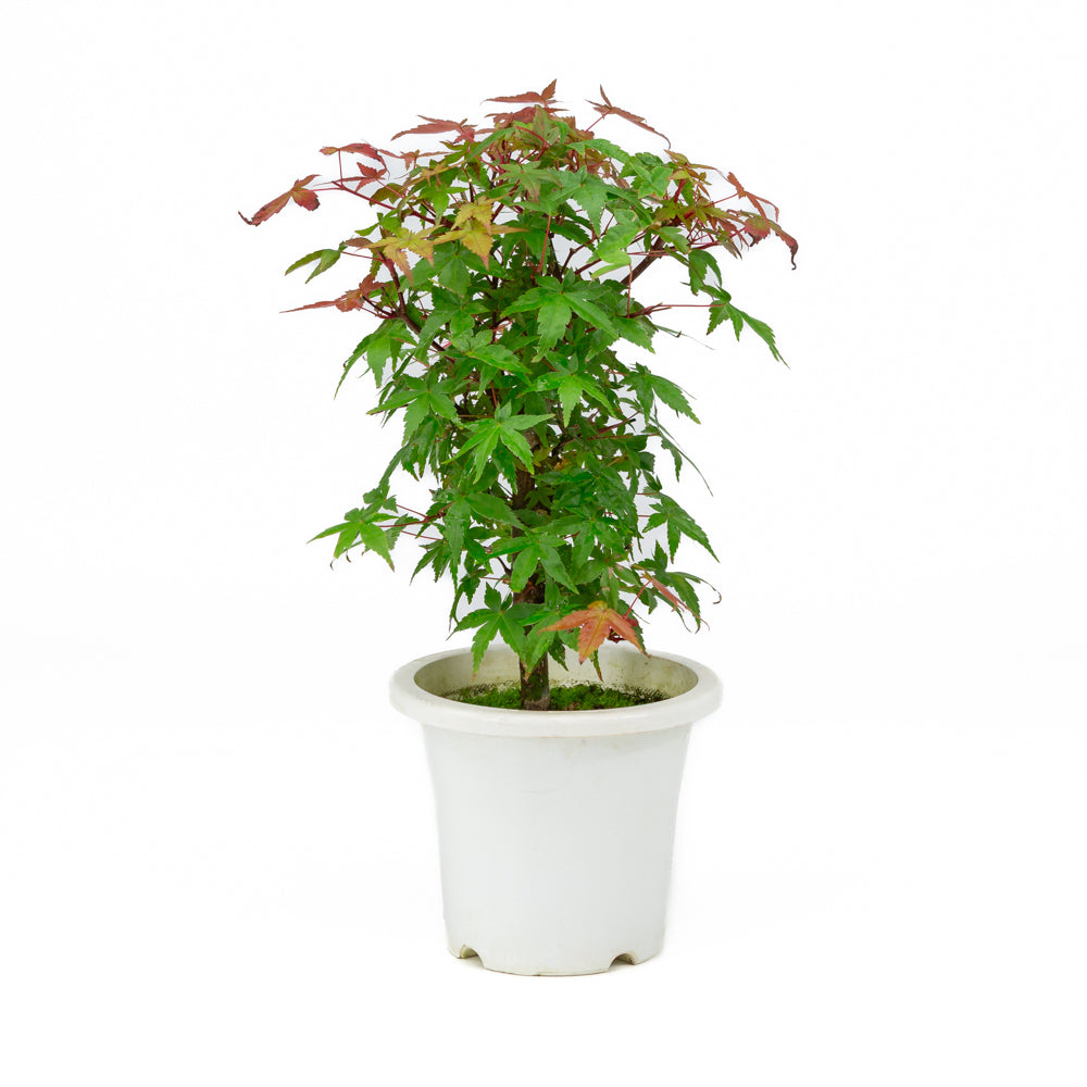 Acer palmatum vaso in plastica 13cm, altezza ~33cm
