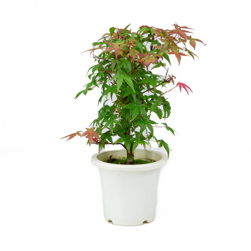 Acer palmatum vaso in plastica 13cm, altezza ~33cm