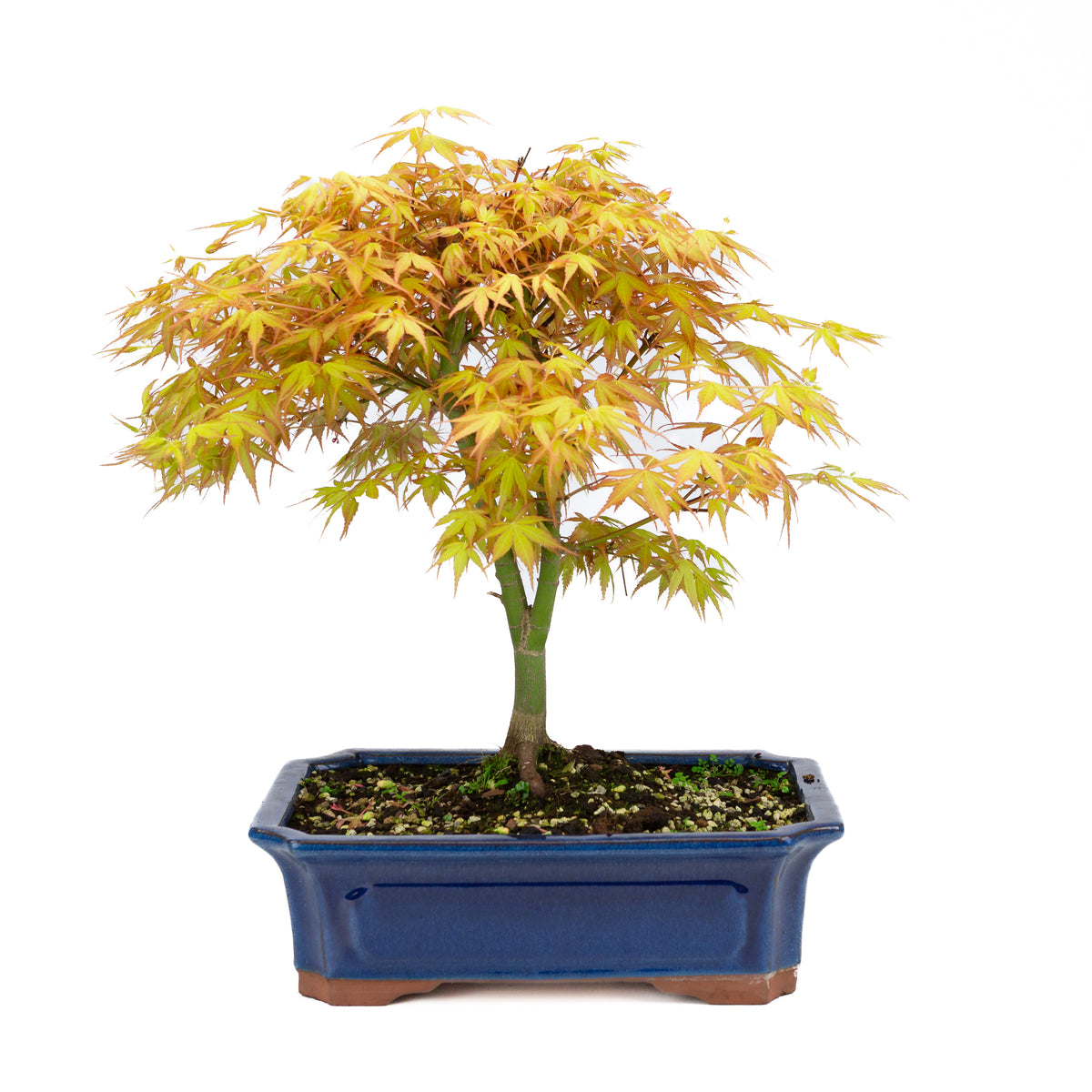Acer palmatum 'Katsura' (acero giapponese), altezza ~46cm