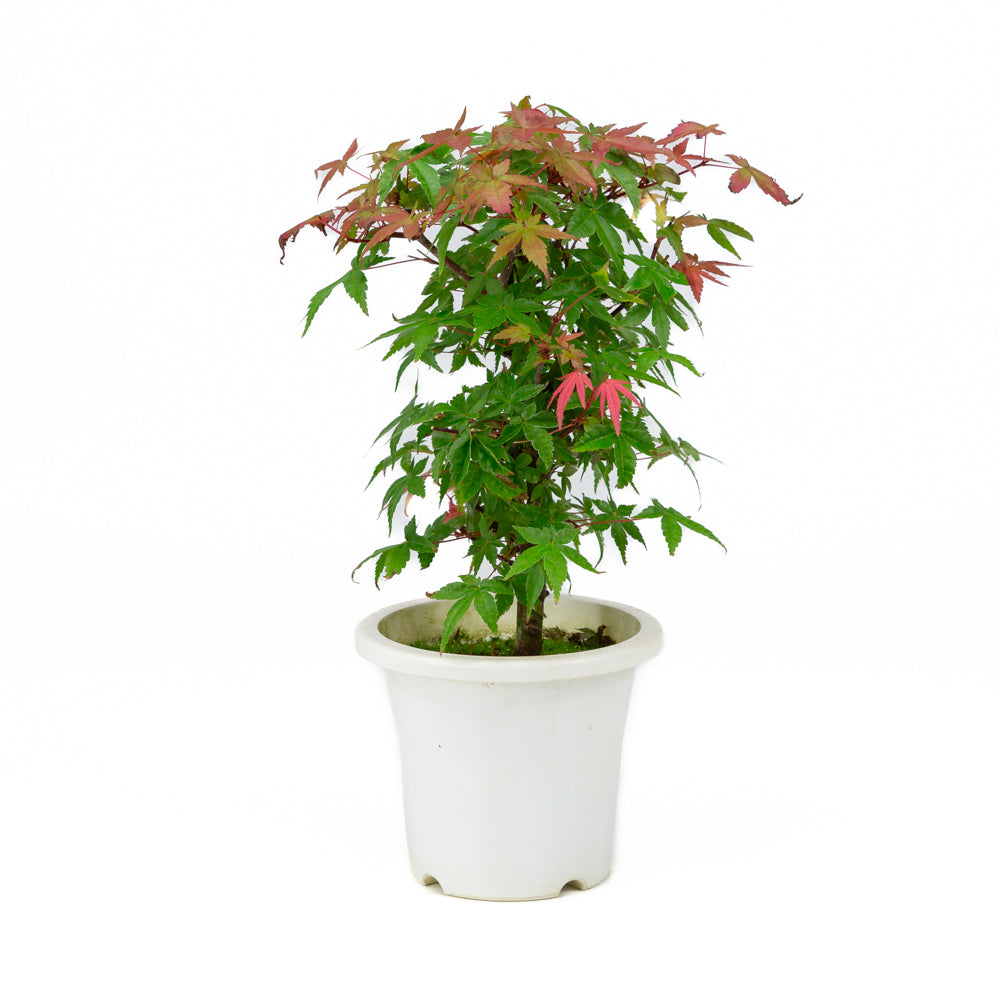 Acer palmatum vaso in plastica 13cm, altezza ~33cm
