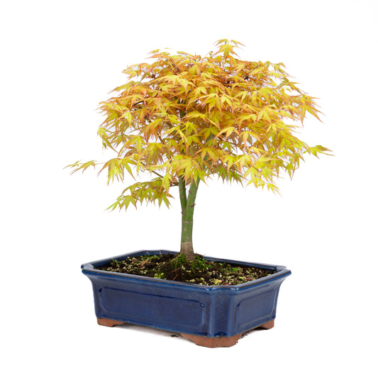 Acer palmatum 'Katsura' (acero giapponese), altezza ~46cm
