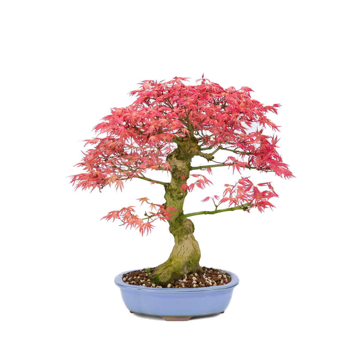 Acer palmatum 'Benichidori' (acero giapponese), altezza ~38cm