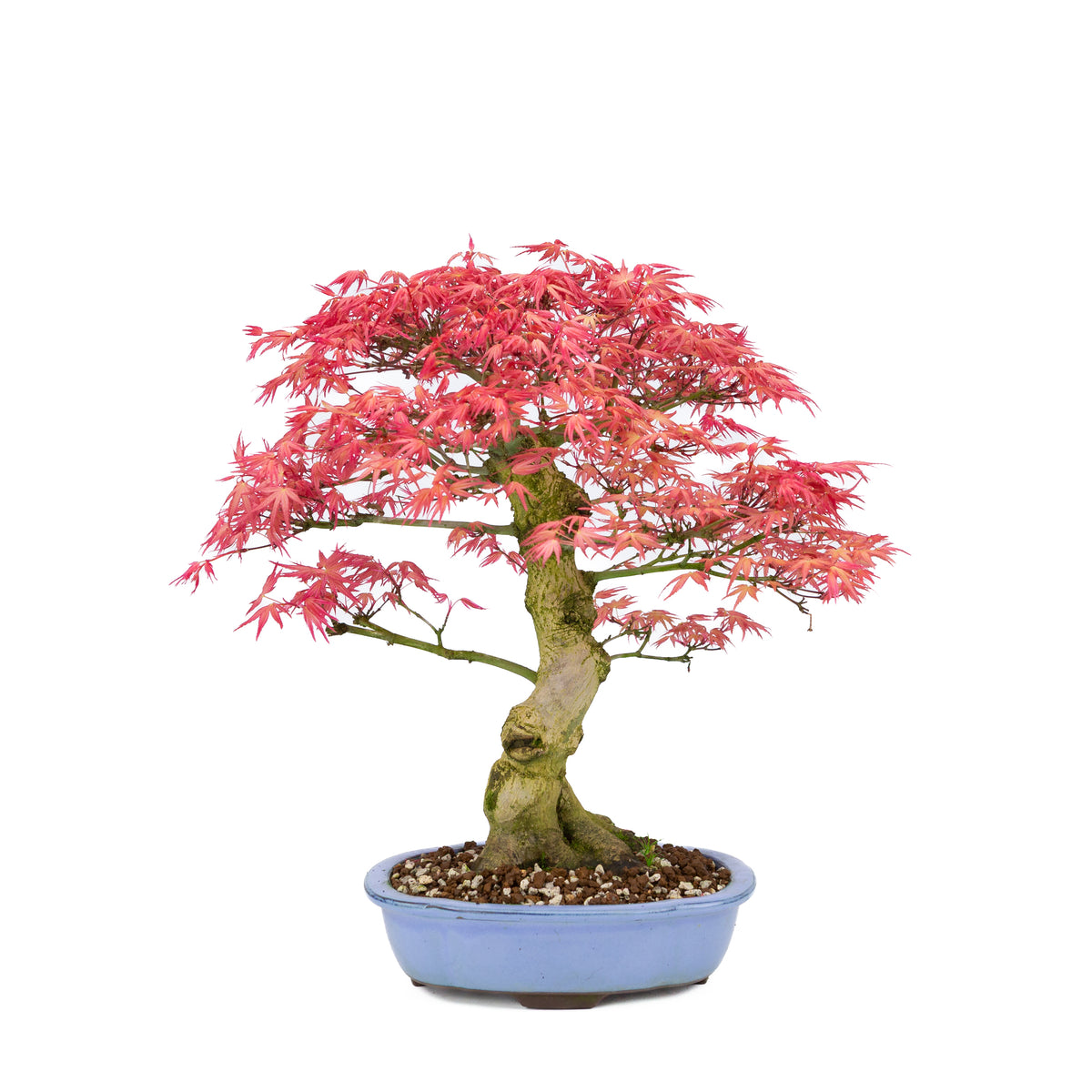 Acer palmatum 'Benichidori' (acero giapponese), altezza ~38cm