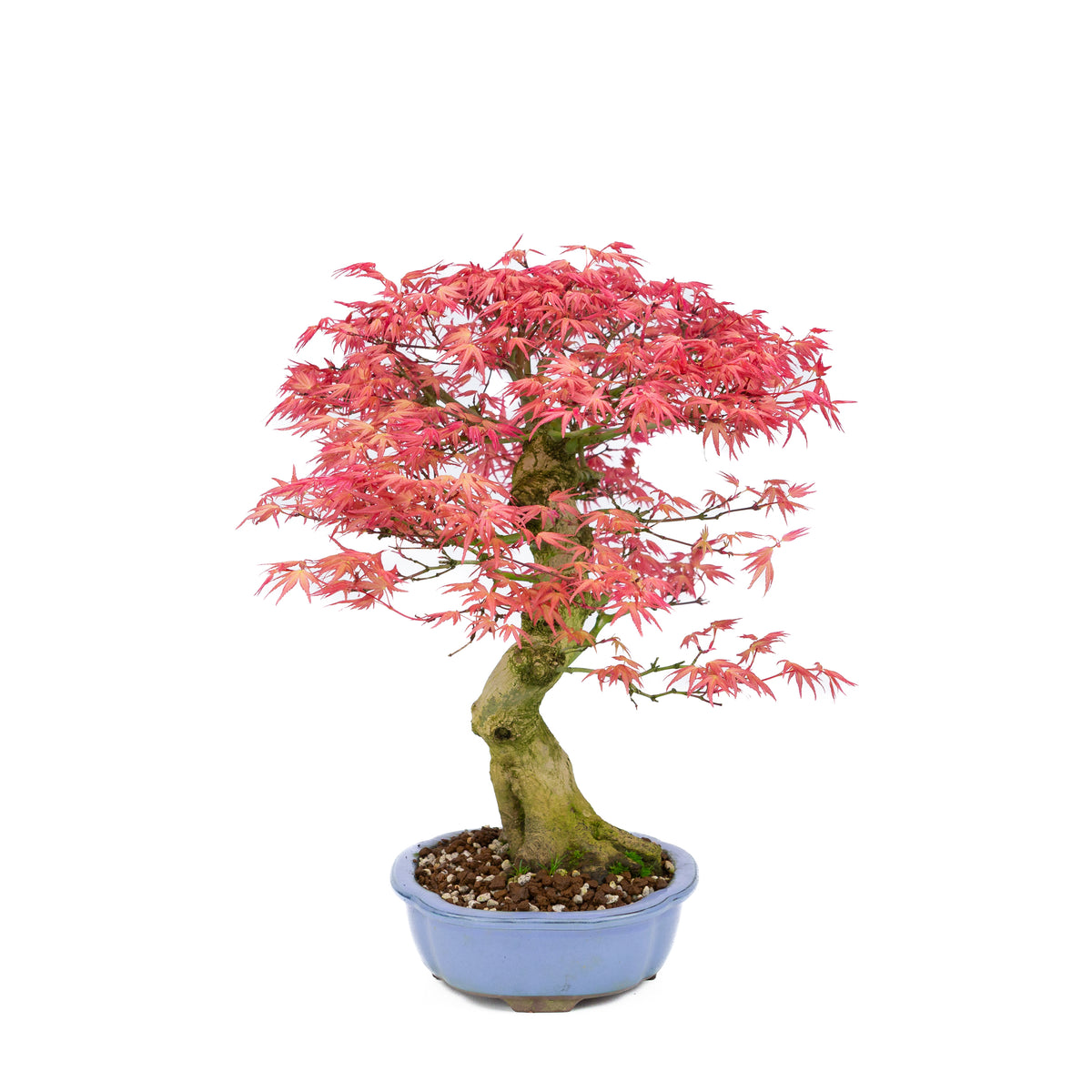 Acer palmatum 'Benichidori' (acero giapponese), altezza ~38cm