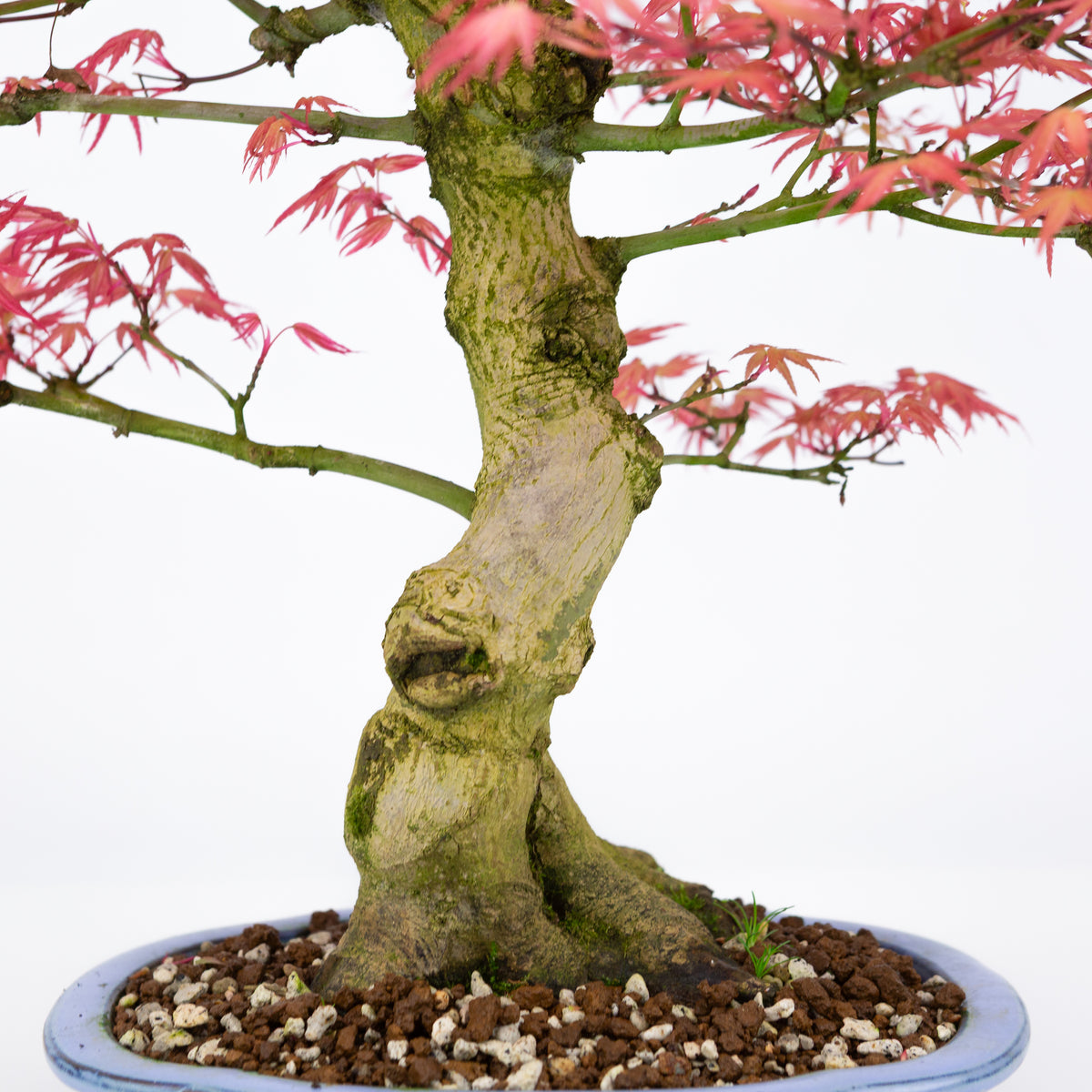 Acer palmatum 'Benichidori' (acero giapponese), altezza ~38cm