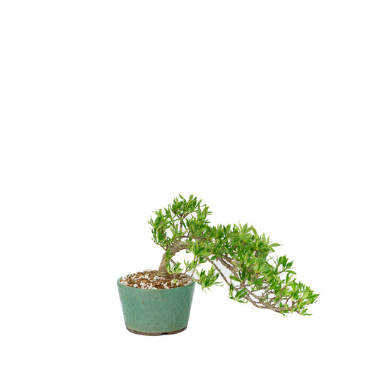 Gardenia jasminoides (Gelsomino del Capo), altezza ~18cm
