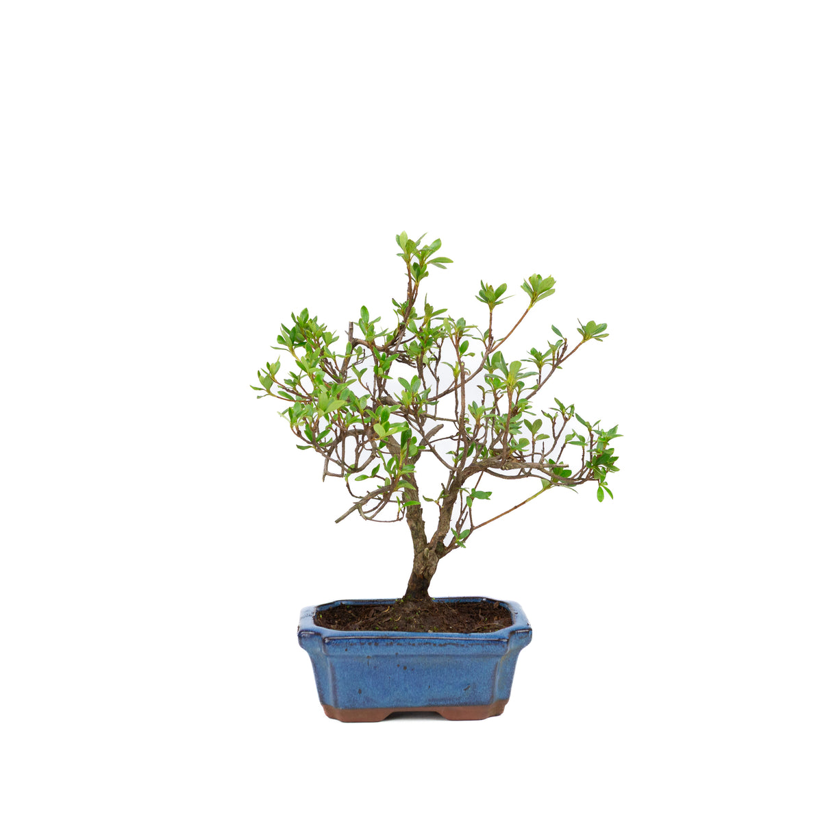 Rododendro in vaso rettangolare blu 15cm, altezza ~30cm