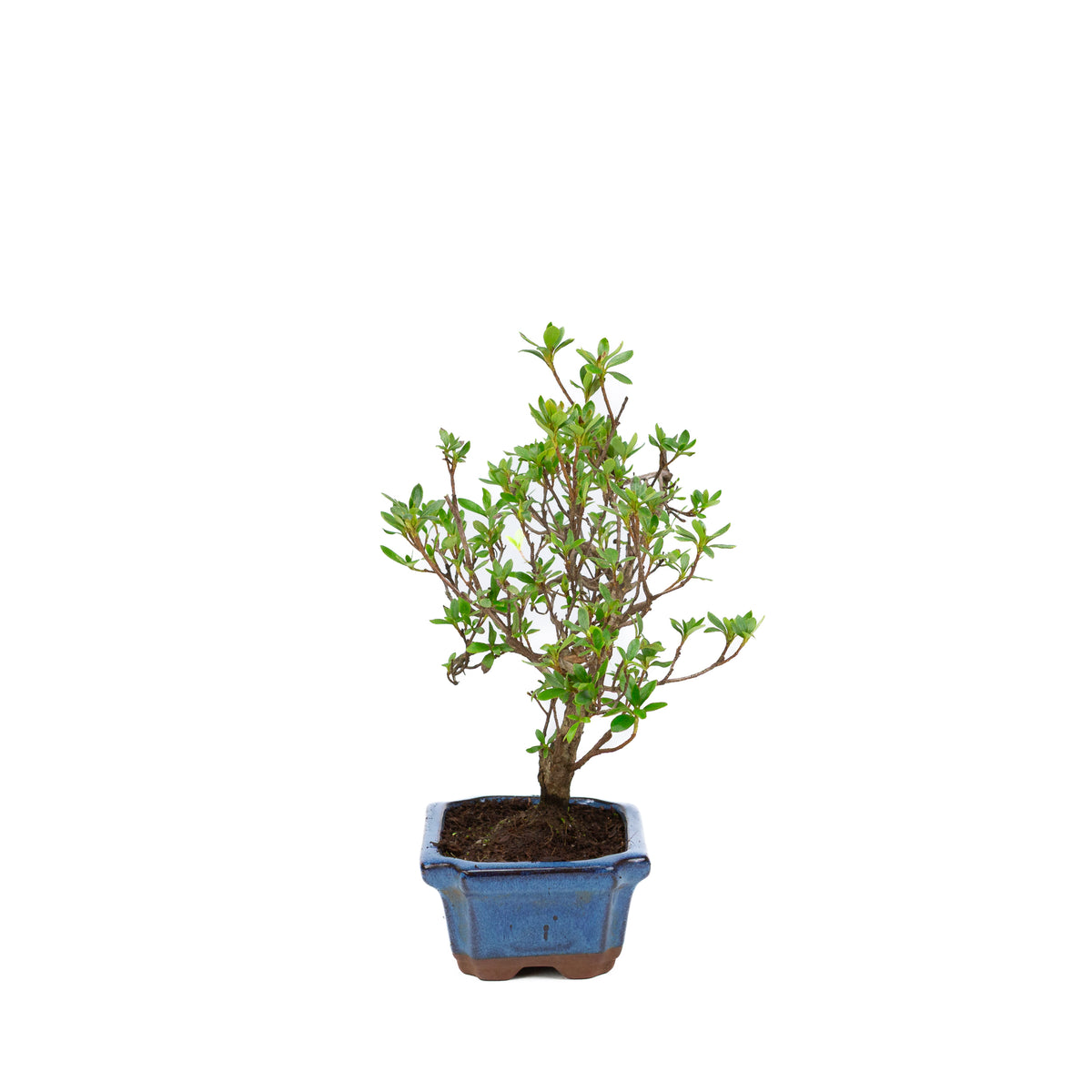 Rododendro in vaso rettangolare blu 15cm, altezza ~30cm
