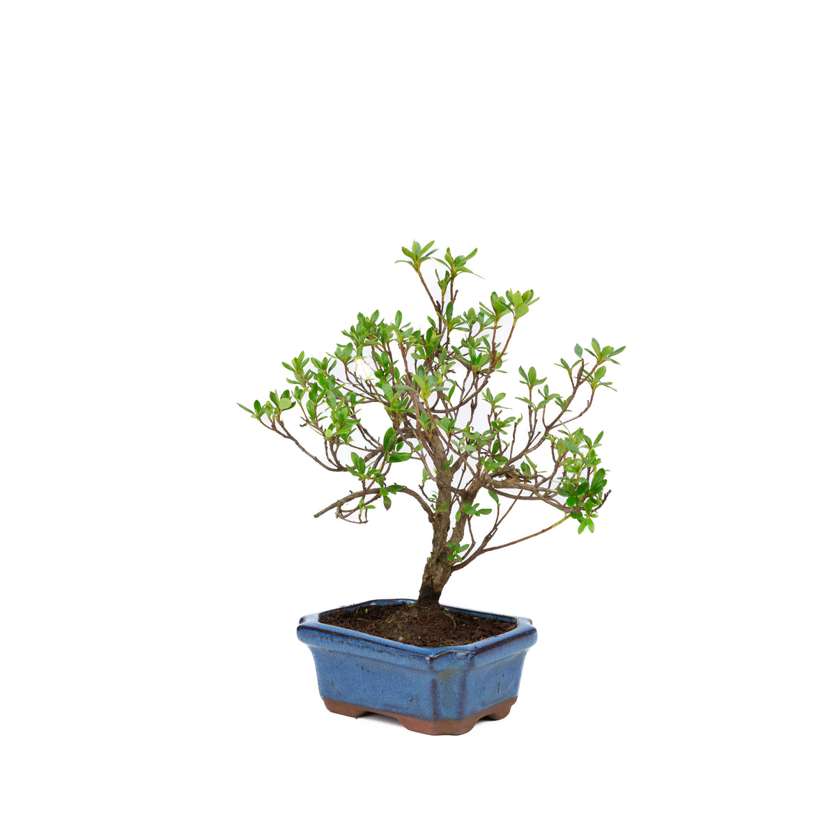 Rododendro in vaso rettangolare blu 15cm, altezza ~30cm