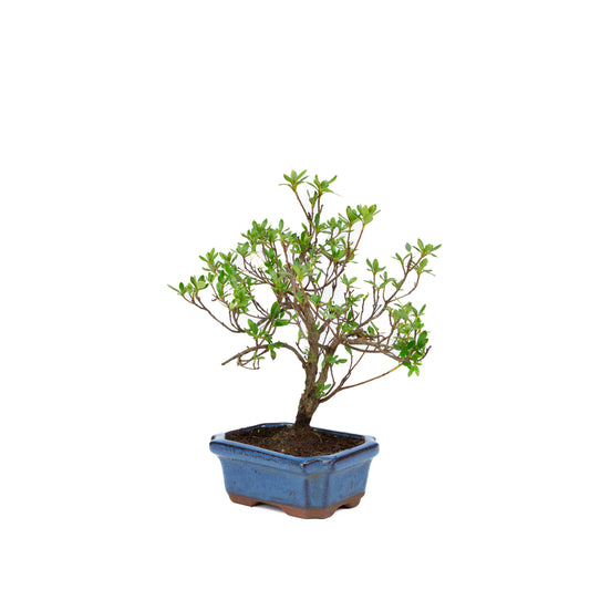 Rododendro in vaso rettangolare blu 15cm, altezza ~30cm