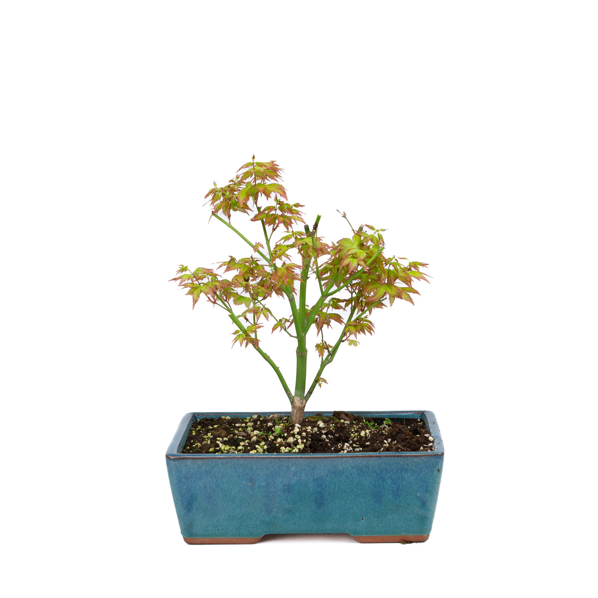 Acer palmatum 'Little Princess' (acero giapponese), altezza ~34 cm