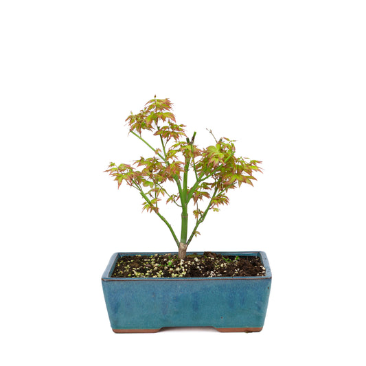 Acer palmatum 'Little Princess' (acero giapponese), altezza ~34 cm