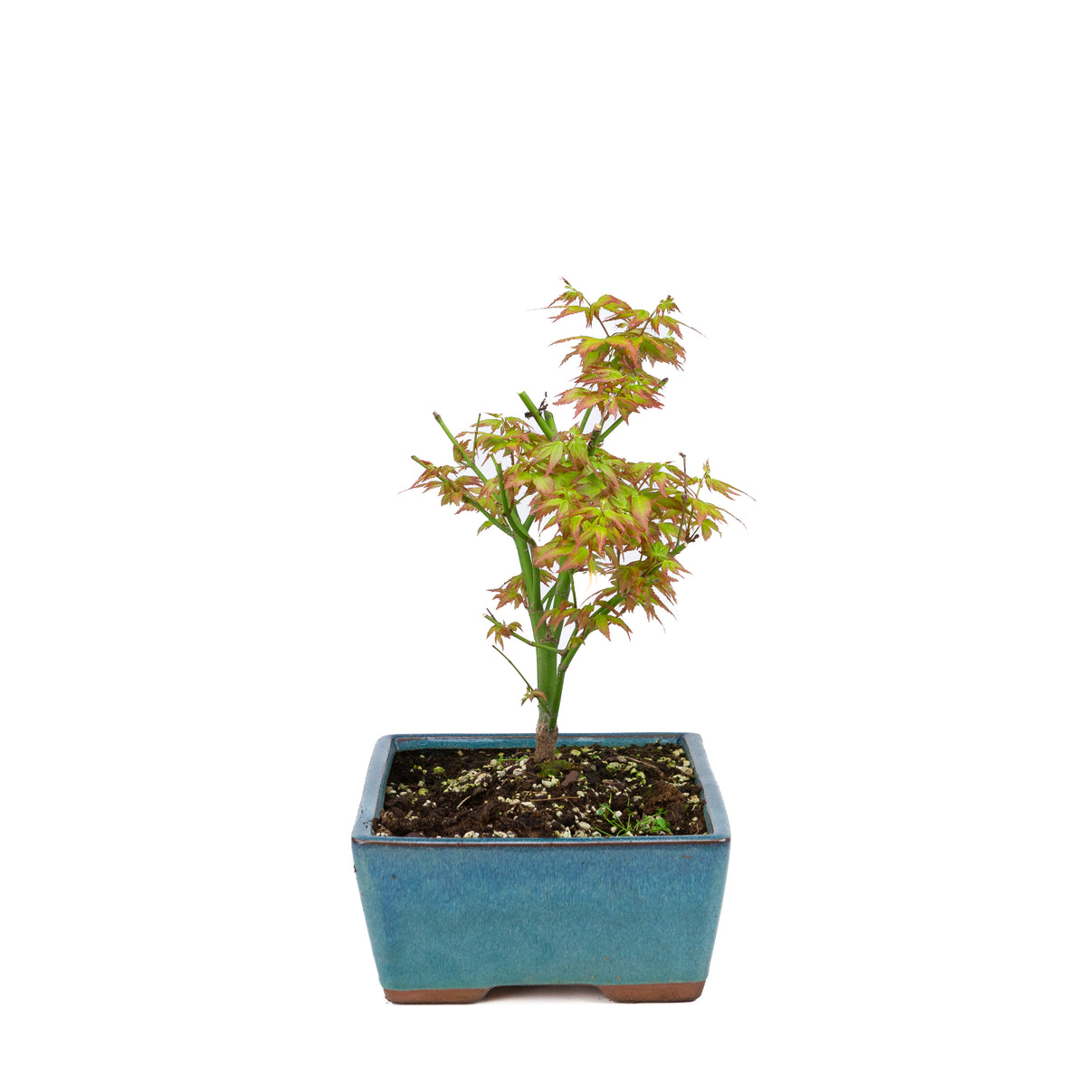 Acer palmatum 'Little Princess' (acero giapponese), altezza ~34 cm