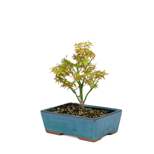 Acer palmatum 'Little Princess' (acero giapponese), altezza ~34 cm