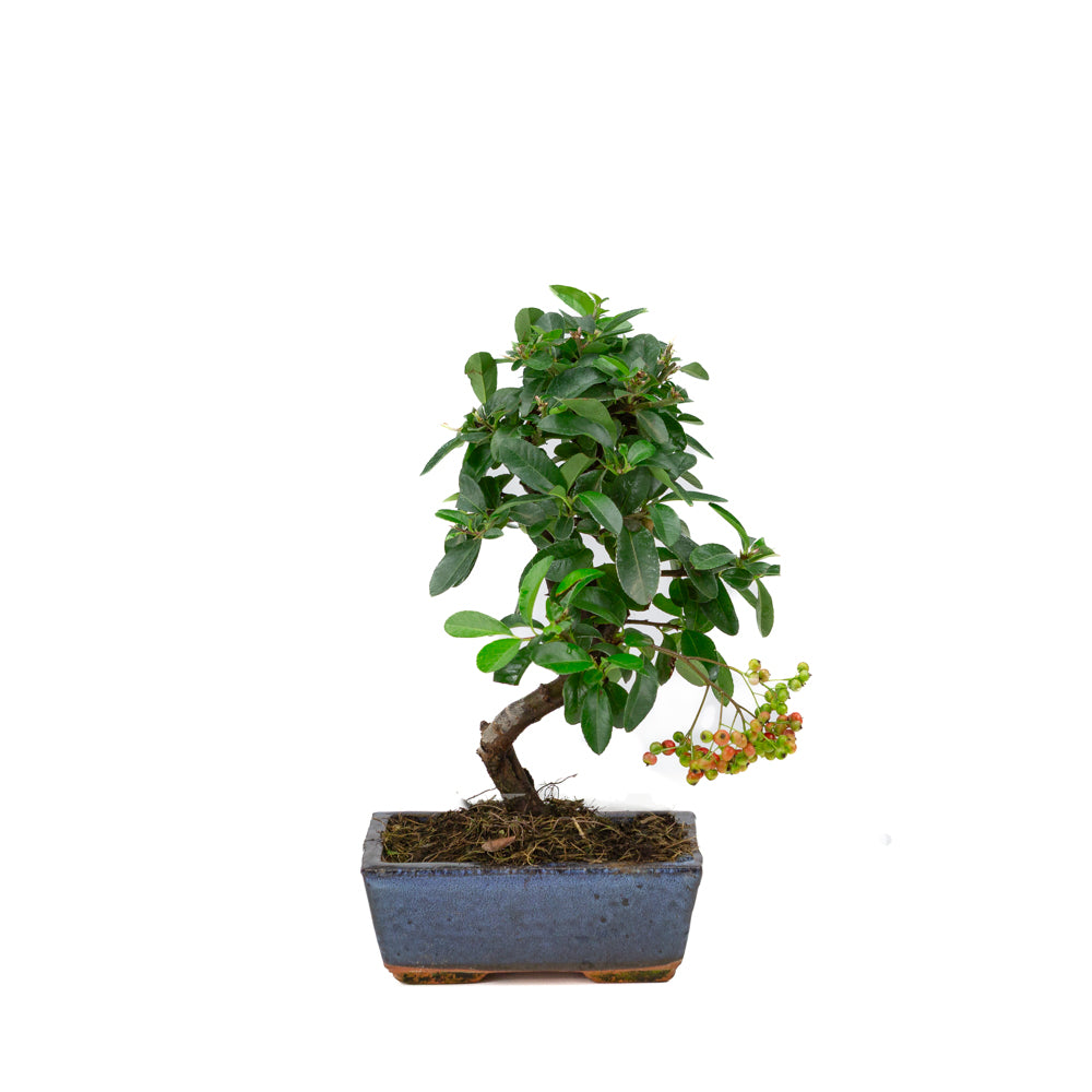 Pyracantha angustifolia blauwe rechthoekige pot 15cm, hoogte ~30cm