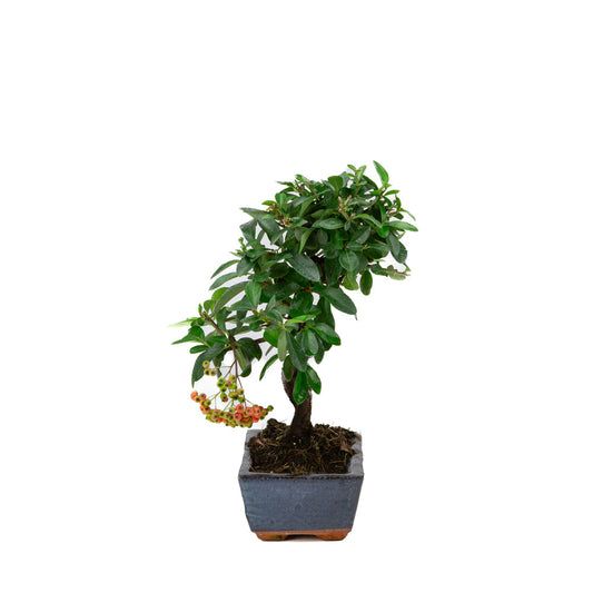 Pyracantha angustifolia vaso rettangolare blu 15cm, altezza ~30cm
