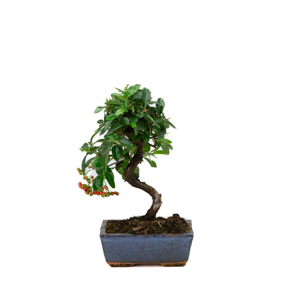 Pyracantha angustifolia vaso rettangolare blu 15cm, altezza ~30cm