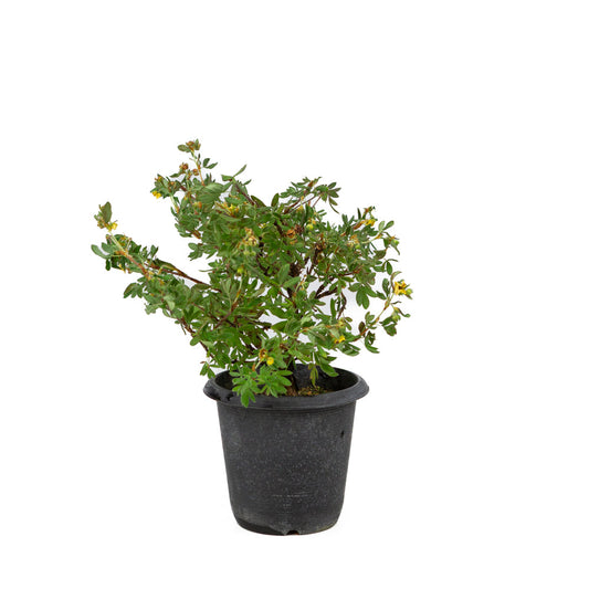 Potentilla fruticosa vaso di plastica 12cm, altezza ~26cm