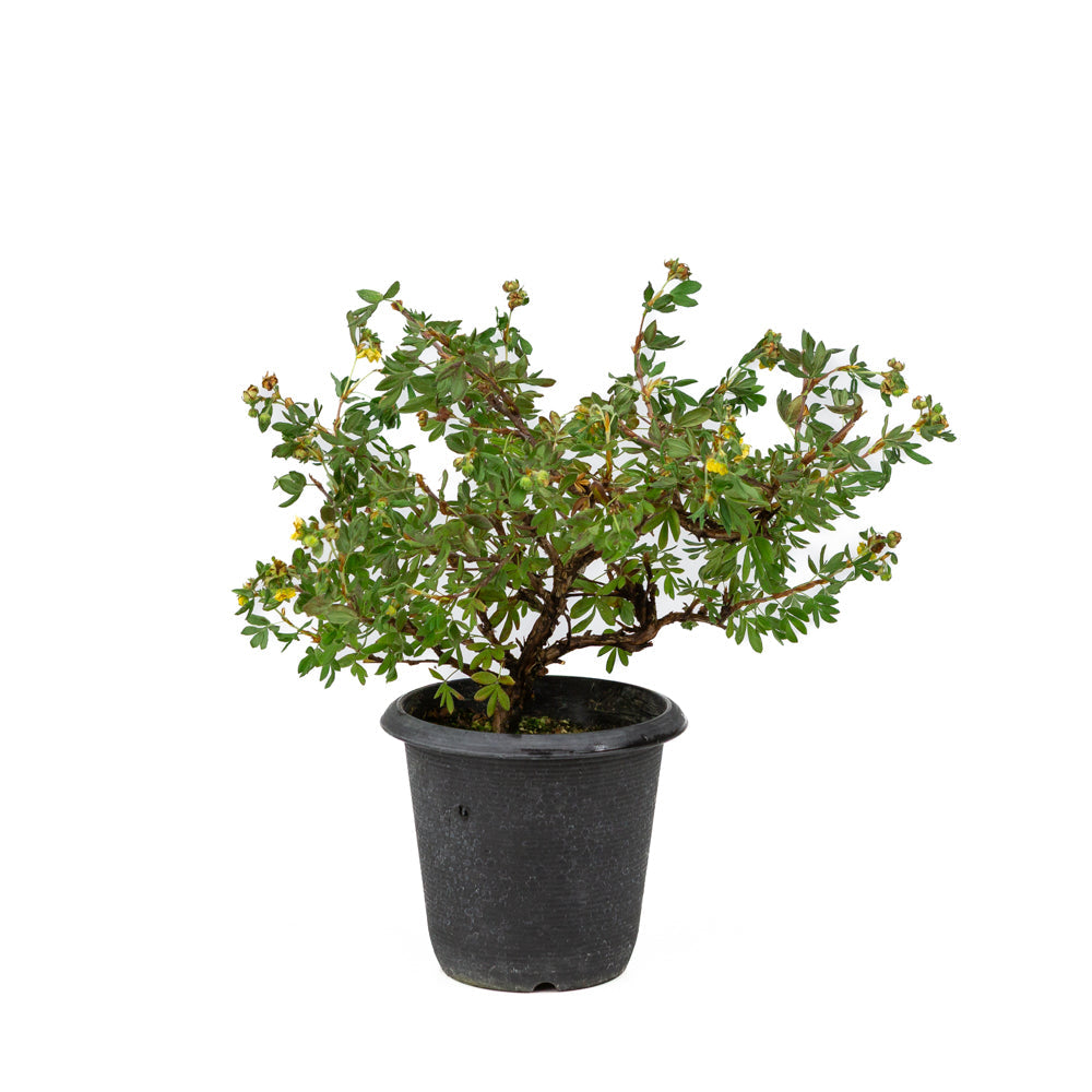 Potentilla fruticosa vaso di plastica 12cm, altezza ~26cm