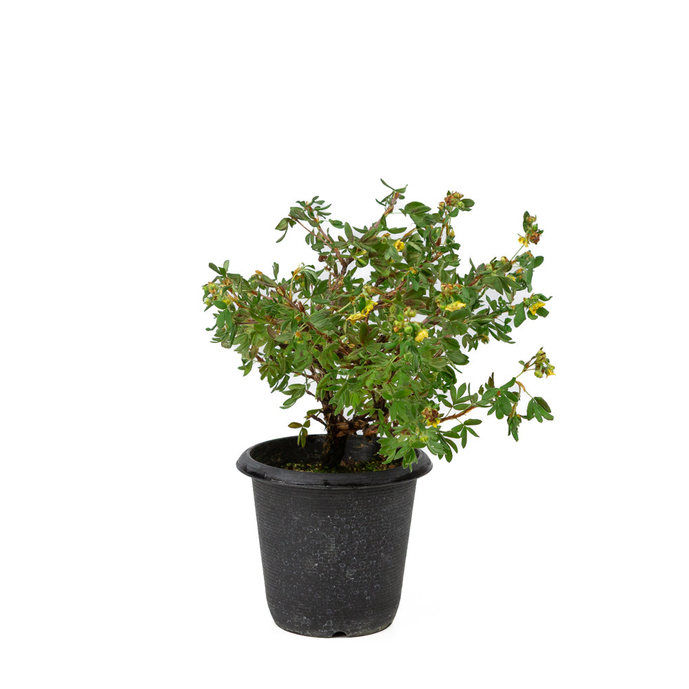 Potentilla fruticosa vaso di plastica 12cm, altezza ~26cm