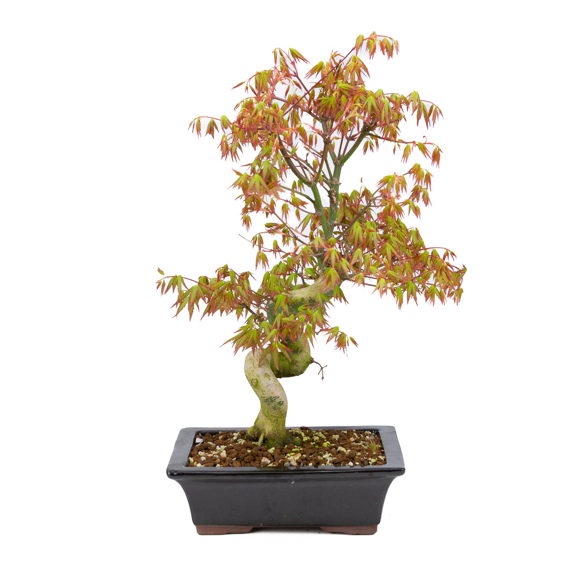 Acer palmatum (acero giapponese), altezza ~47cm