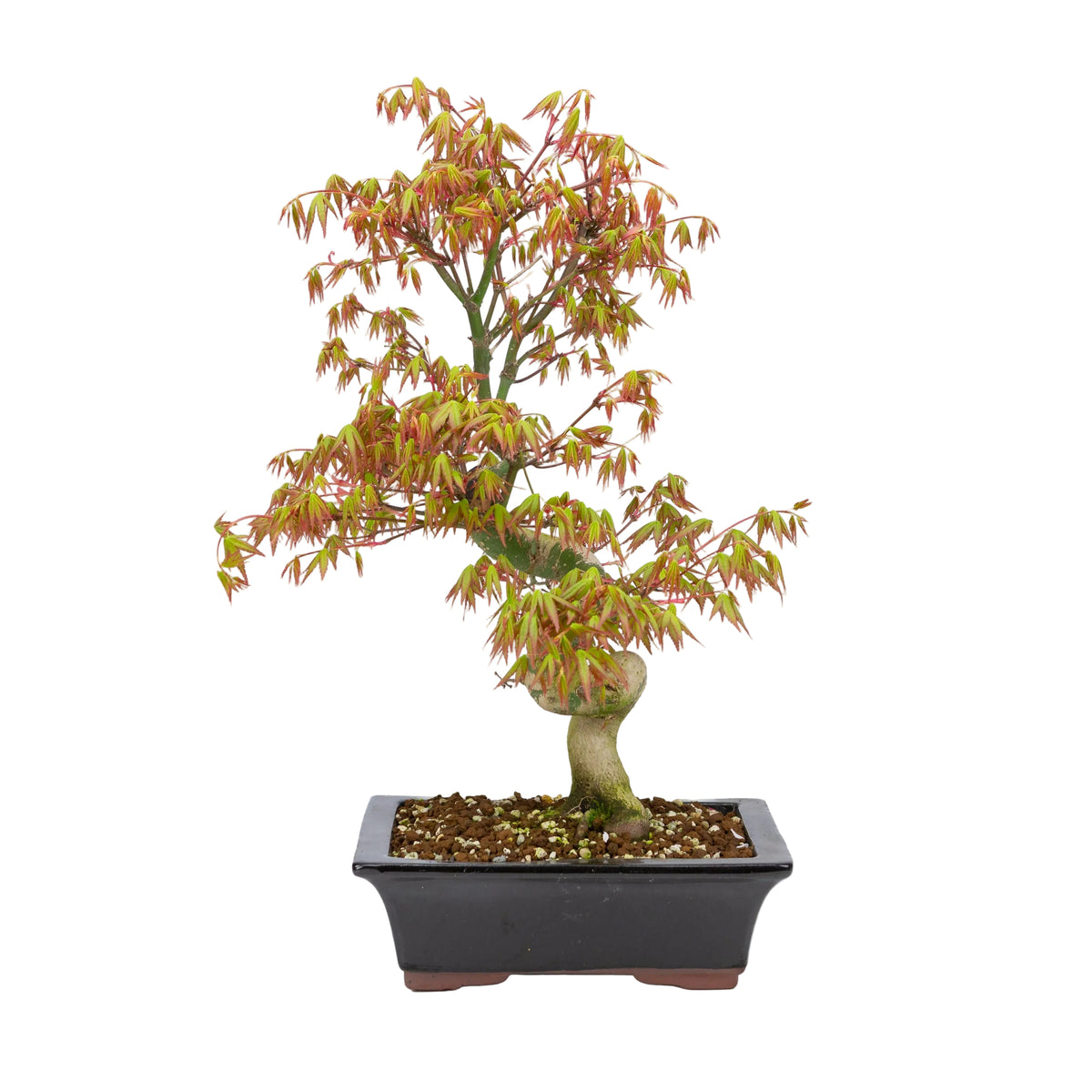 Acer palmatum (acero giapponese), altezza ~47cm
