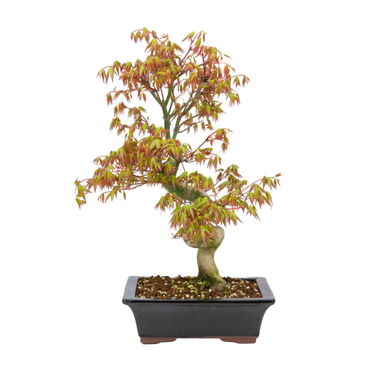 Acer palmatum (acero giapponese), altezza ~47cm