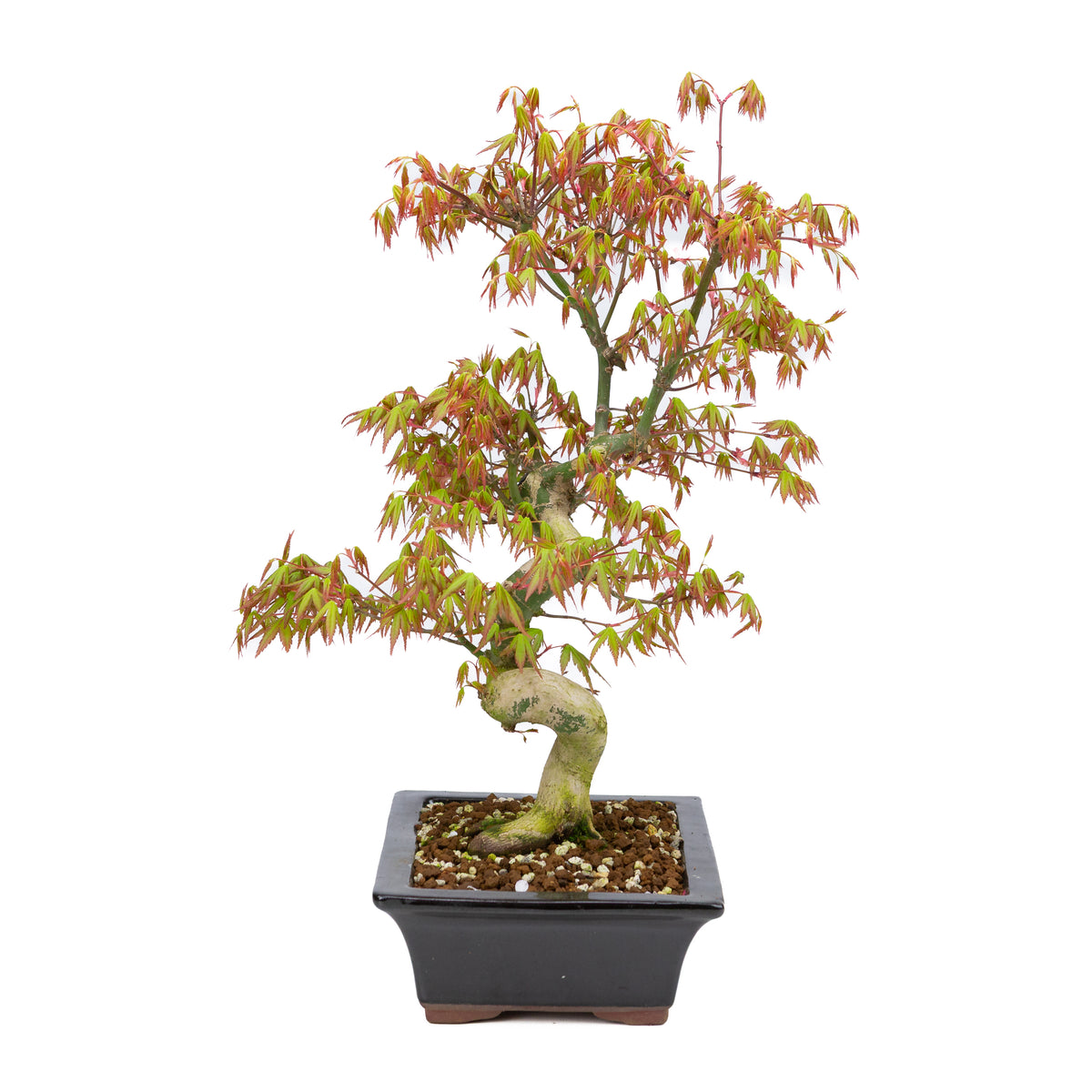 Acer palmatum (acero giapponese), altezza ~47cm