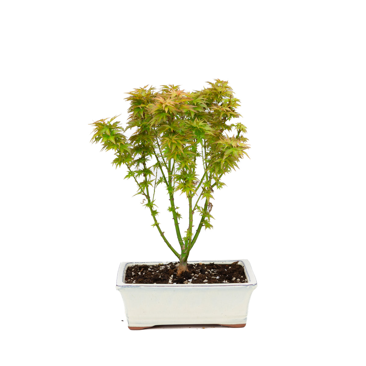 Acer palmatum 'Kotohime' (acero giapponese), altezza ~38cm
