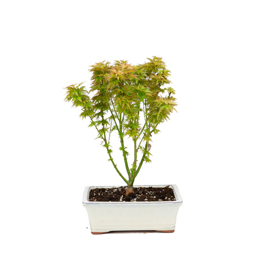Acer palmatum 'Kotohime' (acero giapponese), altezza ~38cm