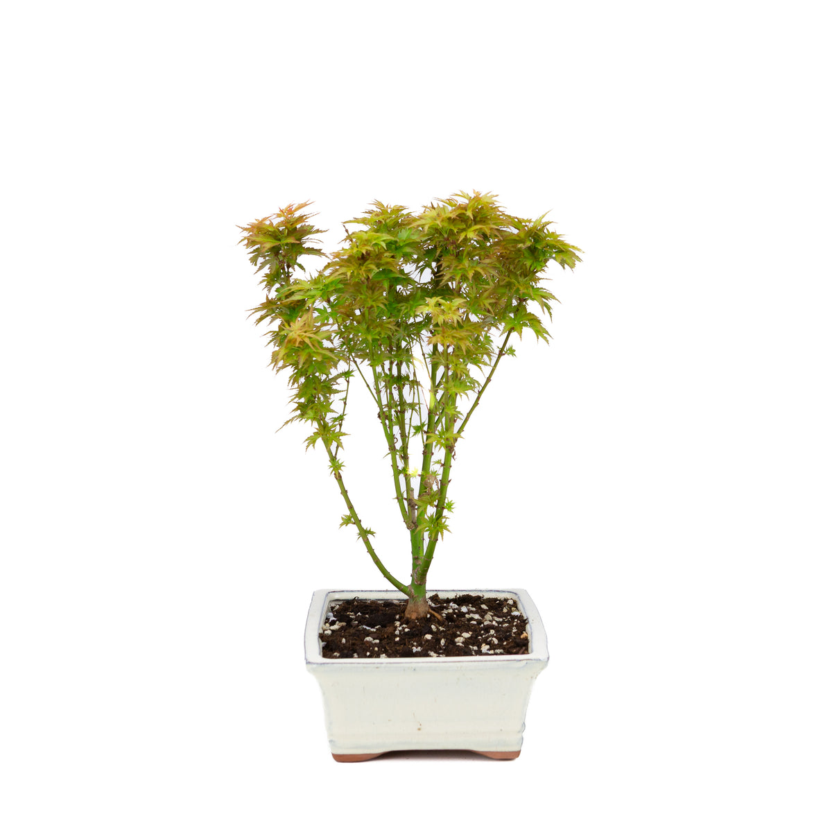 Acer palmatum 'Kotohime' (acero giapponese), altezza ~38cm