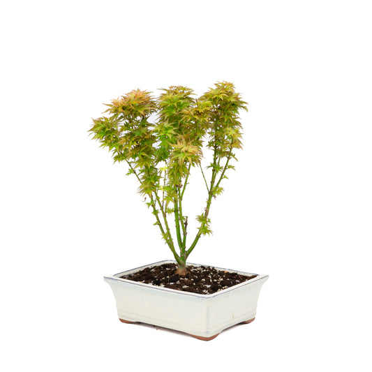 Acer palmatum 'Kotohime' (acero giapponese), altezza ~38cm