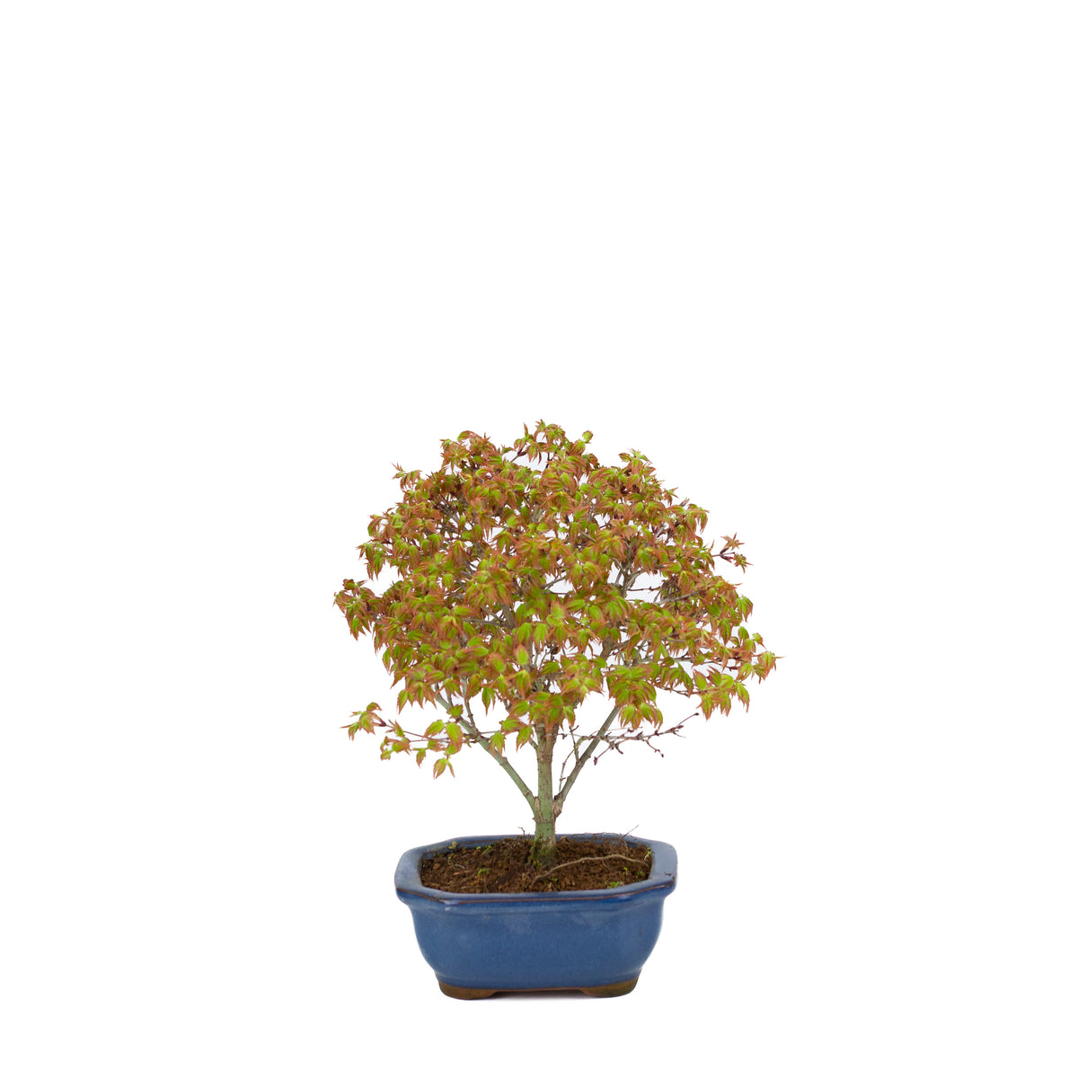 Acer palmatum 'Kiyohime' (acero giapponese), altezza ~28cm