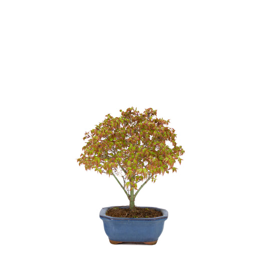 Acer palmatum 'Kiyohime' (acero giapponese), altezza ~28cm