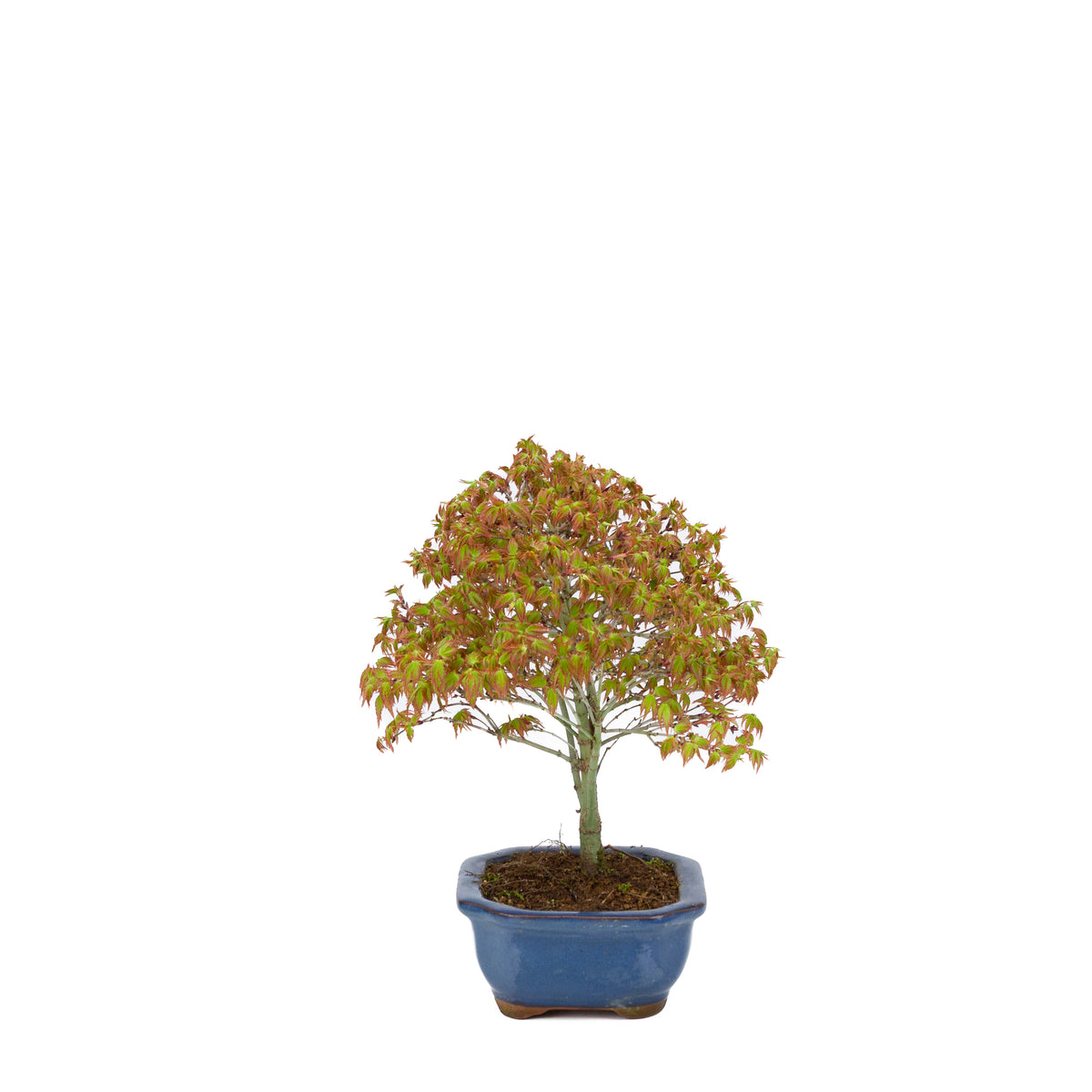 Acer palmatum 'Kiyohime' (acero giapponese), altezza ~28cm