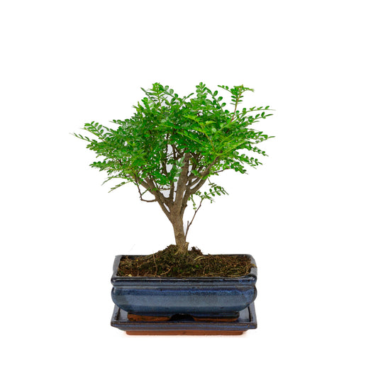 Binnen Bonsai Zanthoxylum piperitium shape blauwe rechthoekige pot 20cm, hoogte ~ 32cm