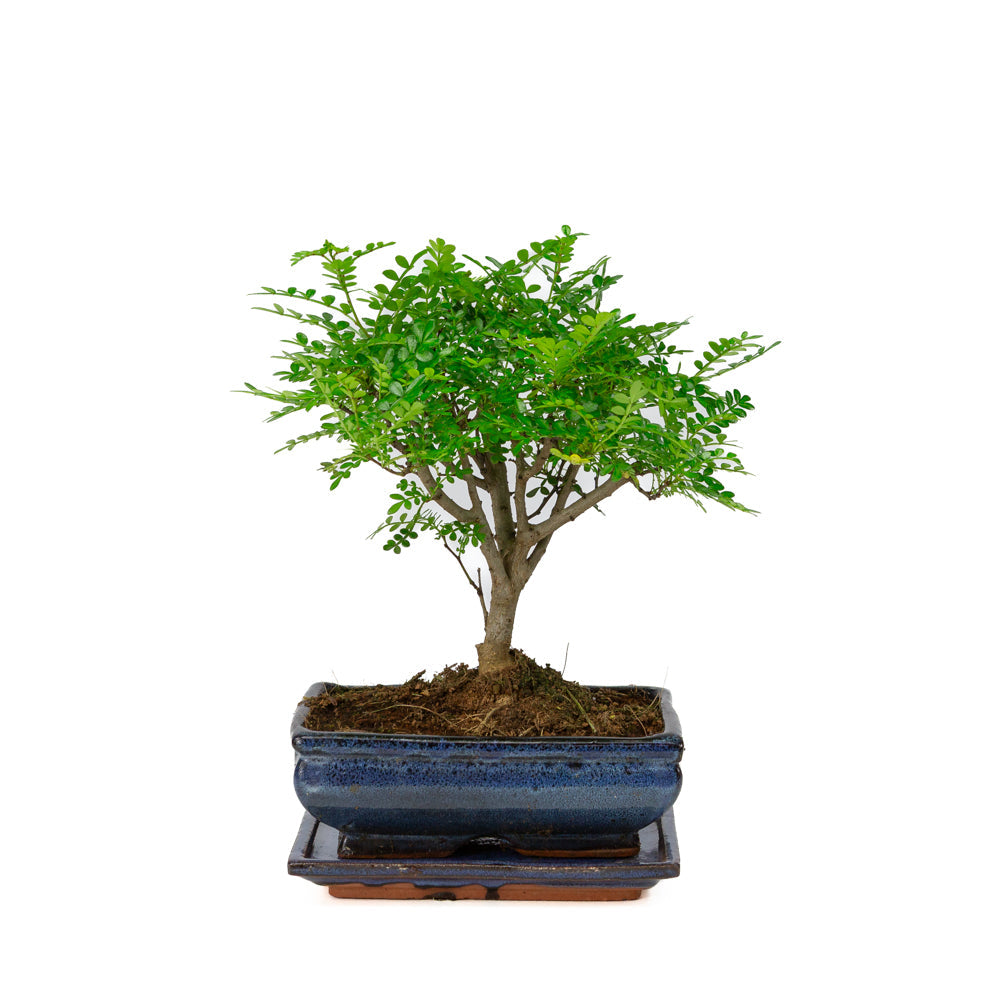 Bonsai di Zanthoxylum piperitum in vaso blu 20cm, altezza ~32cm