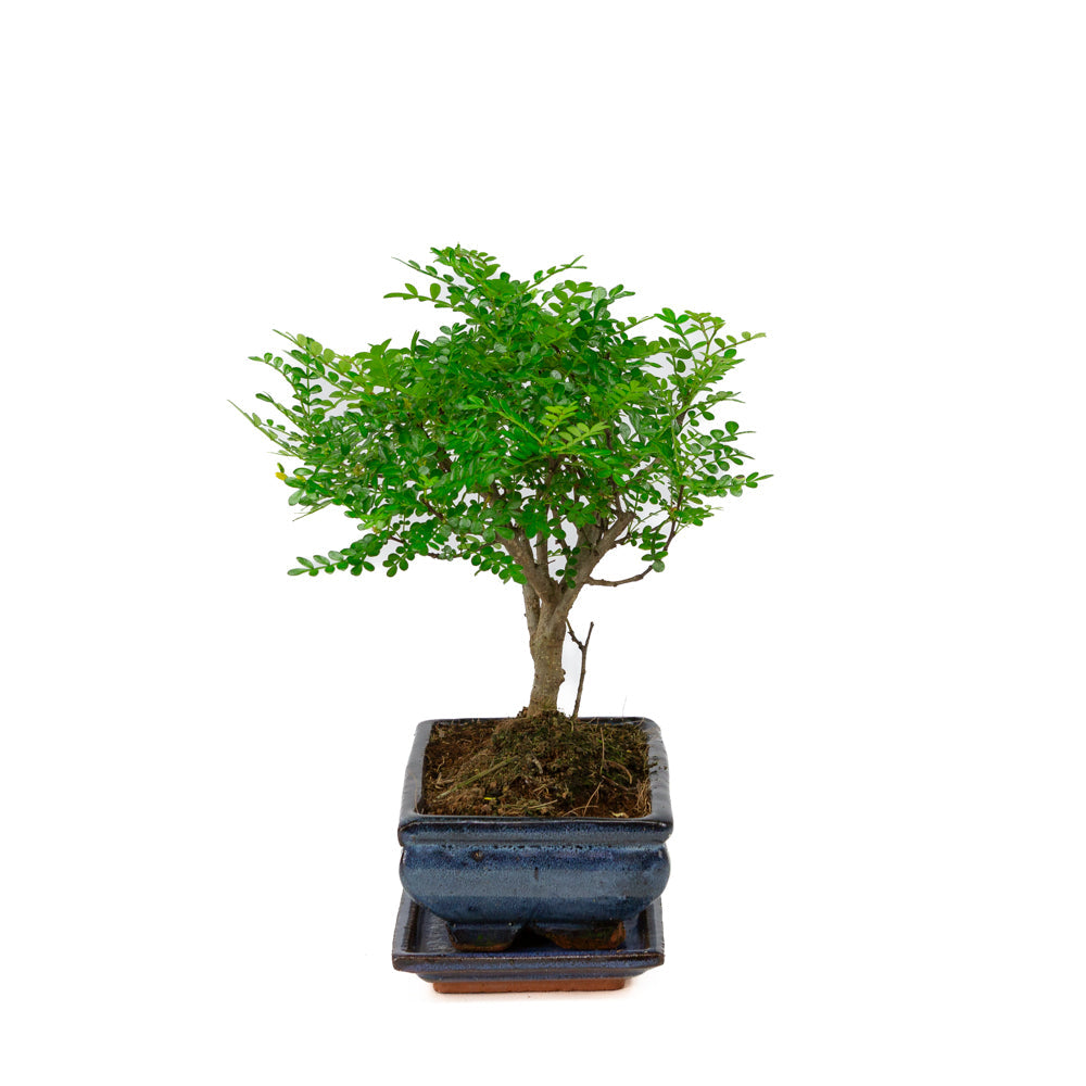 Bonsai di Zanthoxylum piperitum in vaso blu 20cm, altezza ~32cm