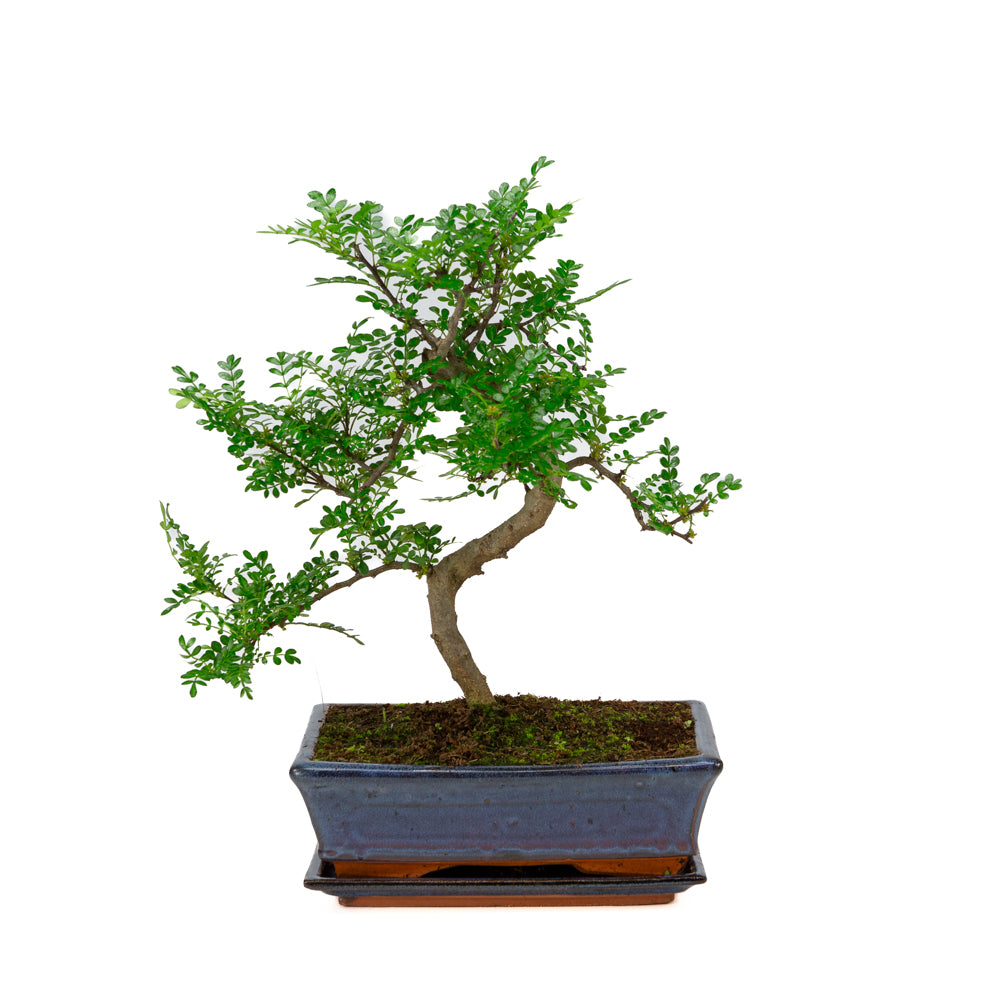 Binnen Bonsai Zanthoxylum piperitium shape blauwe rechthoekige pot 25cm, hoogte ~ 48cm
