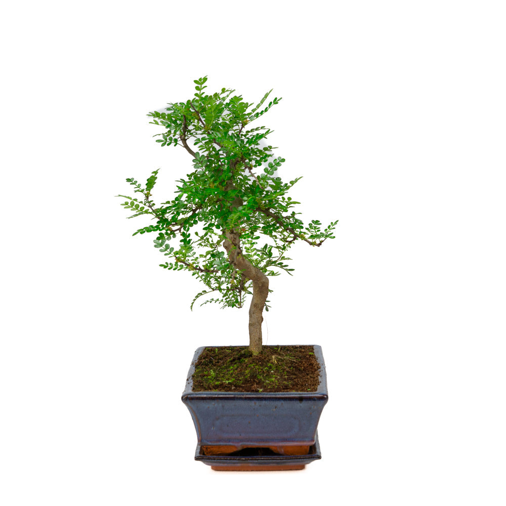Bonsai di Zanthoxylum piperitum in vaso blu 25cm, altezza ~48cm