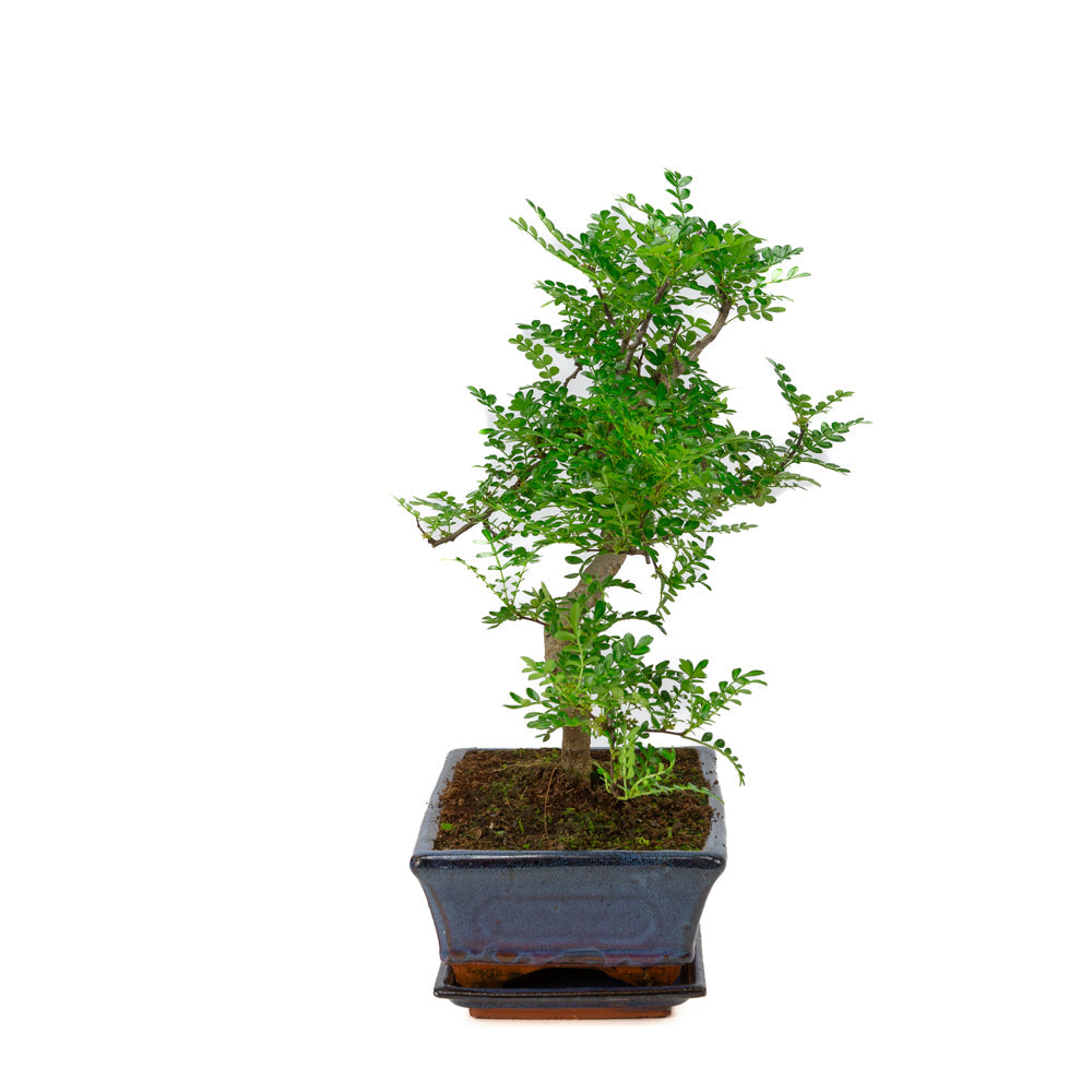 Bonsai di Zanthoxylum piperitum in vaso blu 25cm, altezza ~48cm